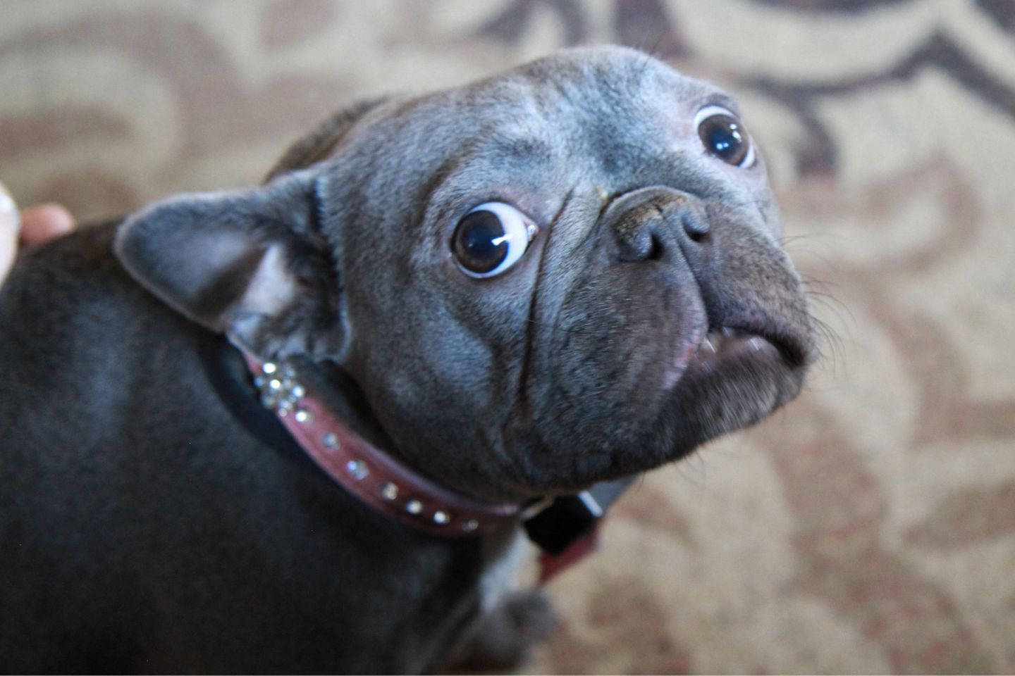 CONSULTA COMPORTAMENTAL PARA CÃES EM JUNDIAÍ/SP