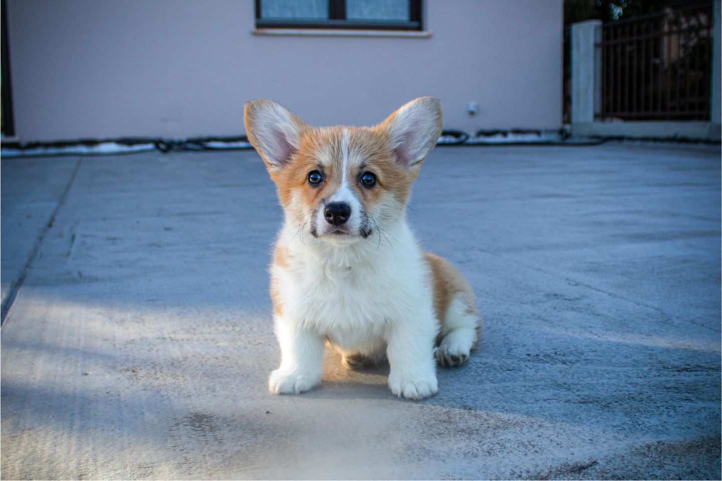 Acabar com Xixi e Cocô no Lugar Errado do Cachorro