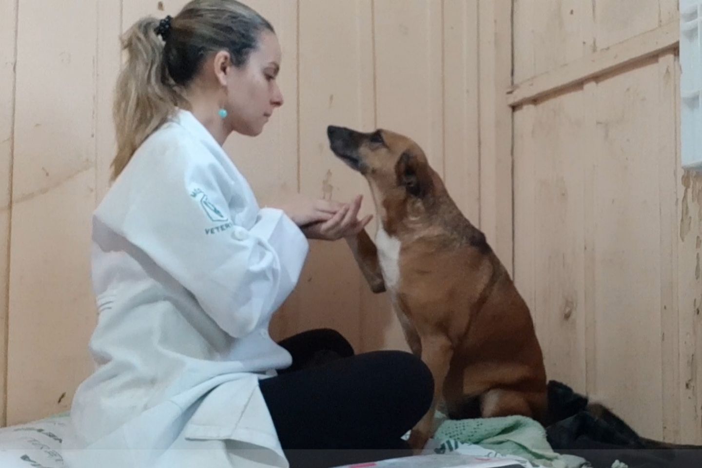 Cushing em cães pode piorar ansiedade, sono e memória?