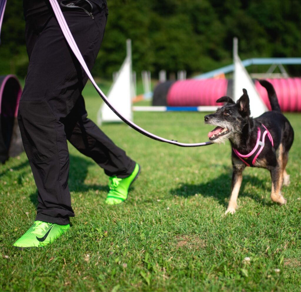 Cão em treino individual ao ar livre, caminhando na guia com uma pessoa em área